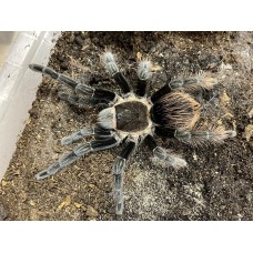 Sericopelma angustum - Costa Rican Red Tarantula