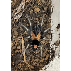 Cyriocosmus elegans - Trinidad Dwarf Love Heart Tarantula