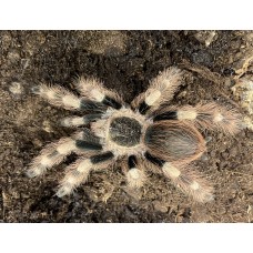 Nhandu coloratovillosus - White Striped Birdeating Tarantula