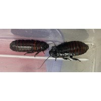 Hissing Cockroach (Gromphadorhina species) Adult / Sub-adult