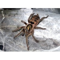 Neoholothele incei - Trinidad Olive Tarantula