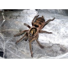 Neoholothele incei - Trinidad Olive Tarantula