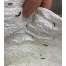 Silverfish (Lepisma saccharinum) Per tub