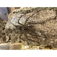 Giant Fishing Spider (Dolomedes okefinokensis) Adult female