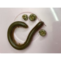 Burmese Beauty Millipede (Spirostreptus species) Juvenile