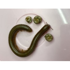 Burmese Beauty Millipede (Spirostreptus species) Juvenile