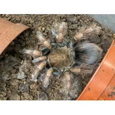 Pamphobeteus sp. mascara - Mascara Birdeating Tarantula