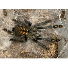 Psalmopoeus irminia - Venezuelan Sun Tiger Tarantula