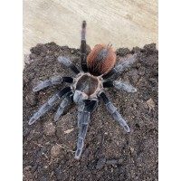 Tliltocatl vagans - Mexican Red Rump Tarantula