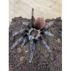 Tliltocatl vagans - Mexican Red Rump Tarantula