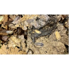 Rainbow Isopod (Porcellio scaber Lava) x 3 (medium/large)