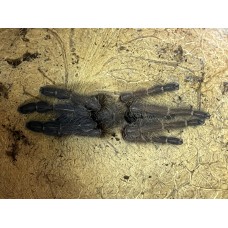 Phormingochilus everetti - Sarawak Earth Tiger Tarantula