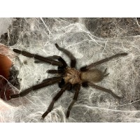 Orphnaecus species 'blue' - Blue Panay Tarantula (matured October 2023)