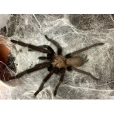 Orphnaecus species 'blue' - Blue Panay Tarantula (matured October 2023)