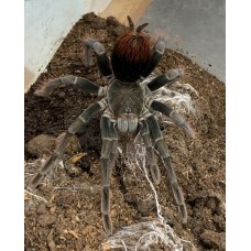 Pamphobeteus antinous - Giant Black Birdeating Tarantula