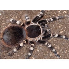 Acanthoscurria geniculata - Giant White Knee Tarantula