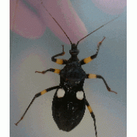 White Spotted Assassin Bug  (Playmeris biguttata) Adult/Sub-adult x 5