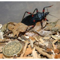 Red Spotted Assassin Bug (Platymeris rhadamanthus)  Small nymph