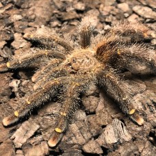 Yellow Banded Pink Toe Birdeating Tarantula (Avicularia rufa)