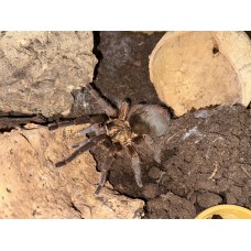 Phormictopus auratus - Giant Bronze Birdeating Tarantula (adult female with egg sac and free tank) - Collection only
