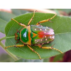 African Rainbow Speckled Flower Beetle (Stephanorrhina guttata) Large larva