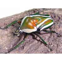 Giant Striped Fruit Beetle (Dicronorrhina layardi)  Larva (medium size)