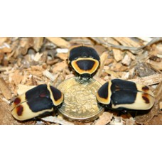 Spotted Sun Beetle (Pachnoda marginata) Per Tub (various stages)