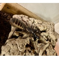 Giant Vinegaroon (Mastigoproctus giganteus) Juvenile