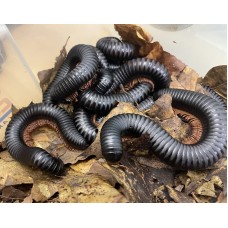 Giant Red Legged Congo Millipede (Spiropoeus fischeri) Large  juvenile