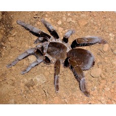 Hysterocrates laticeps - Nigerian Brown Baboon Tarantula