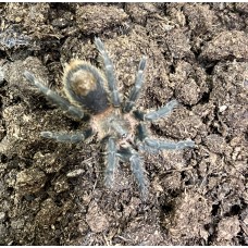 Thrixopelma lagunas - Peruvian Blue Tarantula