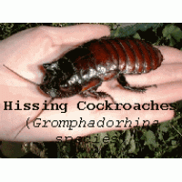 Hissing Cockroach (Gromphadorhina species) Nymph