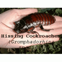 Hissing Cockroach (Gromphadorhina species) Small nymph x 5
