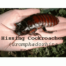 Hissing Cockroach (Gromphadorhina species) Adult / Sub-adult