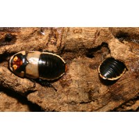 Headlight Cockroach (Lucihormetica subcincta) Family (Mum, Dad & 2 Babies)