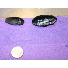 Cuban Burrowing Cockroach (Byrsotria fumigata) - Per Tub