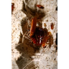 Red Runner Cockroach (Shelfordella tartara)  Per Tub