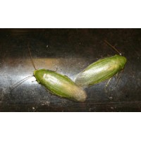 Green Banana Cockroach (Panchlora nivea) Per Tub