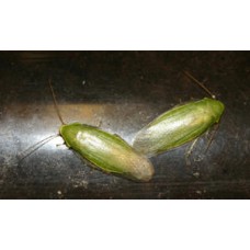 Green Banana Cockroach (Panchlora nivea) Per Tub