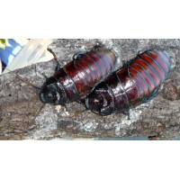 Hissing Cockroach (Gromphadorhina sp.) Adult/Sub-adult males x 6 (no worry of breeding)