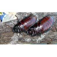 Hissing Cockroach (Gromphadorhina sp.) Adult/Sub-adult x 8