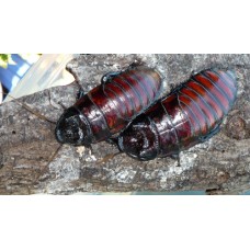Hissing Cockroach (Gromphadorhina sp.) Adult/Sub-adult males x 6 (no worry of breeding)