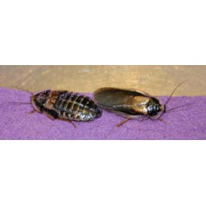 Dubia Cockroach (Blaptica dubia) Per Tub