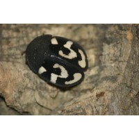 Question Mark Cockroach (Therea olegrandjeani) Per Tub