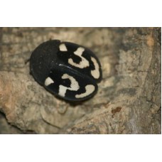 Question Mark Cockroach (Therea olegrandjeani) Per Tub