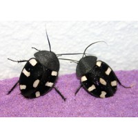Domino Cockroach (Therea bernhardti) Adult