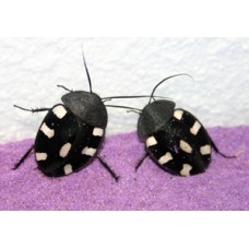 Domino Cockroach (Therea petiveriana)  Per Tub