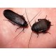 Cockroaches Cockroaches