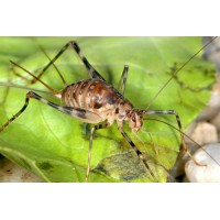 Cave Crickets (Phaeophilacris bredoides)  Nymphs x 3