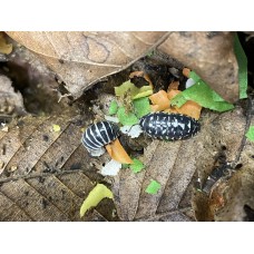 Zebra Isopod (Armadillidum maculatum) x 3 (medium/large)